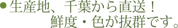 生産地、千葉から直送！鮮度・色が抜群です。