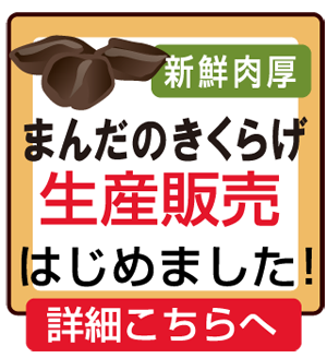 まんだのきくらげ　はじめました　生産　肉厚　新鮮 通信販売 ご購入はこちら